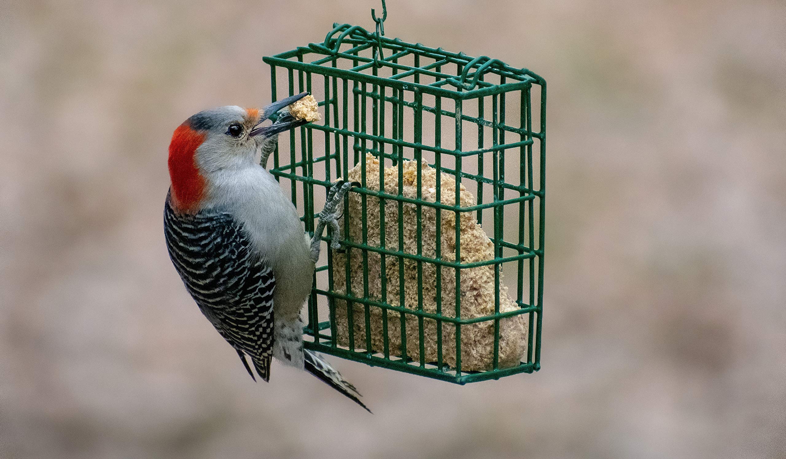 C&S Woodpecker Delight backyard buffet scene inviting varied birds.