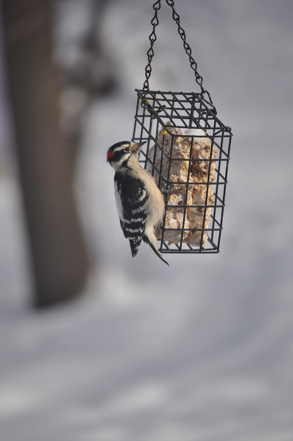 C&S Woodpecker Delight feeder setup with cages ready for use.