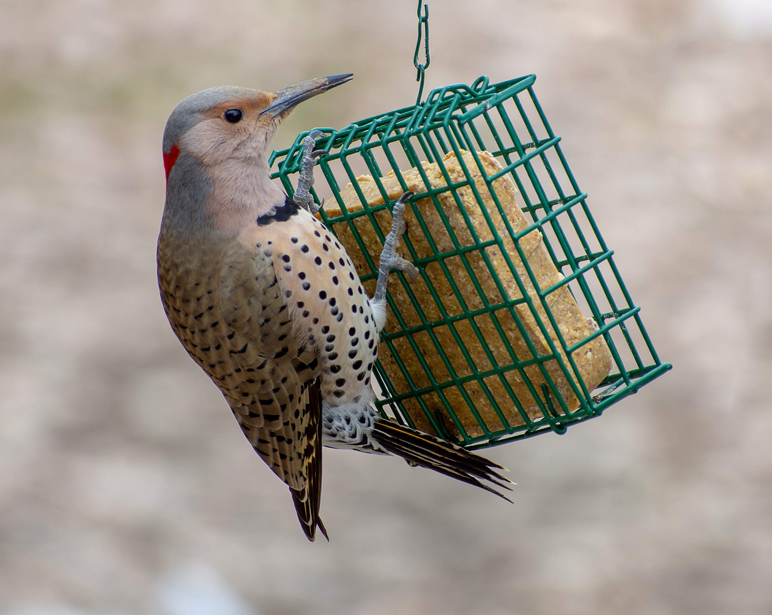 C&S Woodpecker Delight no-melt technology in product design.