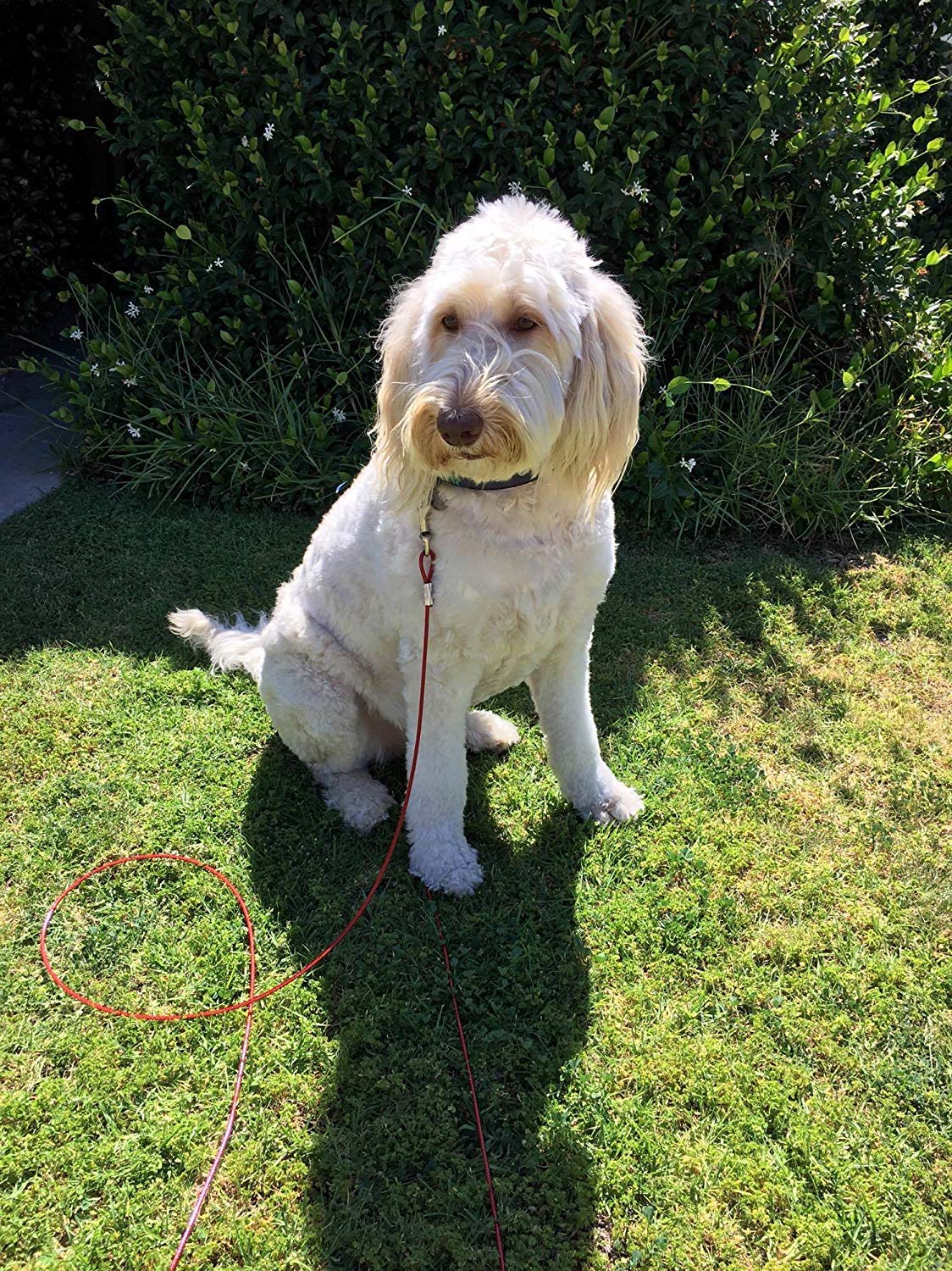 Cuddlerr camping outdoor use dog tie-out highlights durable design for adventures.