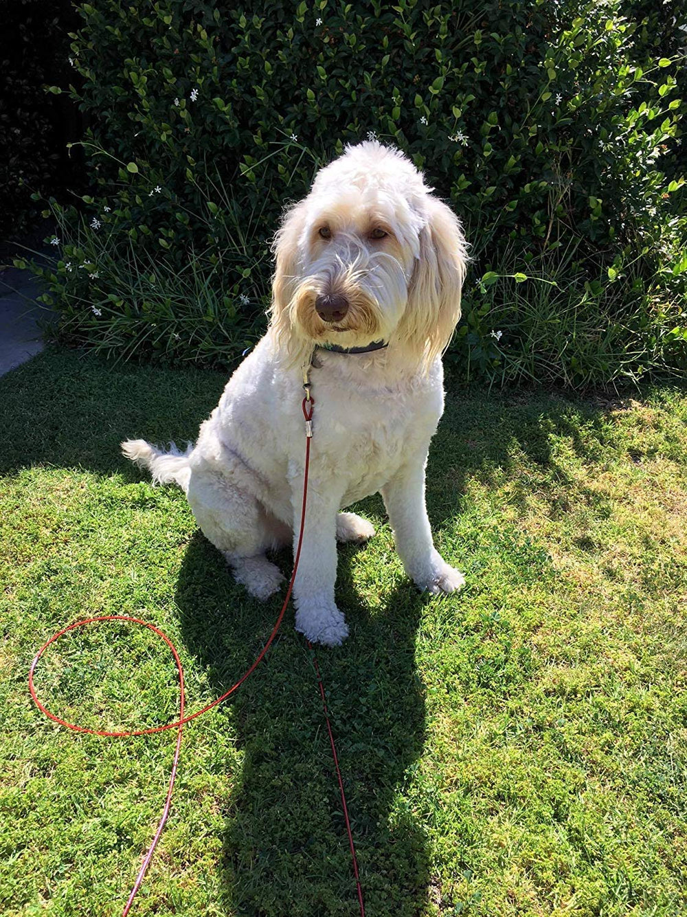 Cuddlerr camping outdoor use dog tie-out highlights durable design for adventures.