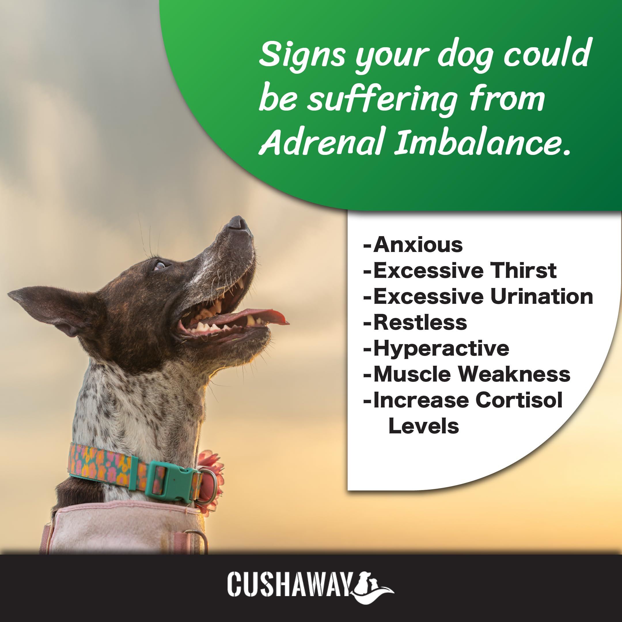 CushAway - Cushing's Disease All-Natural Dog Supplement