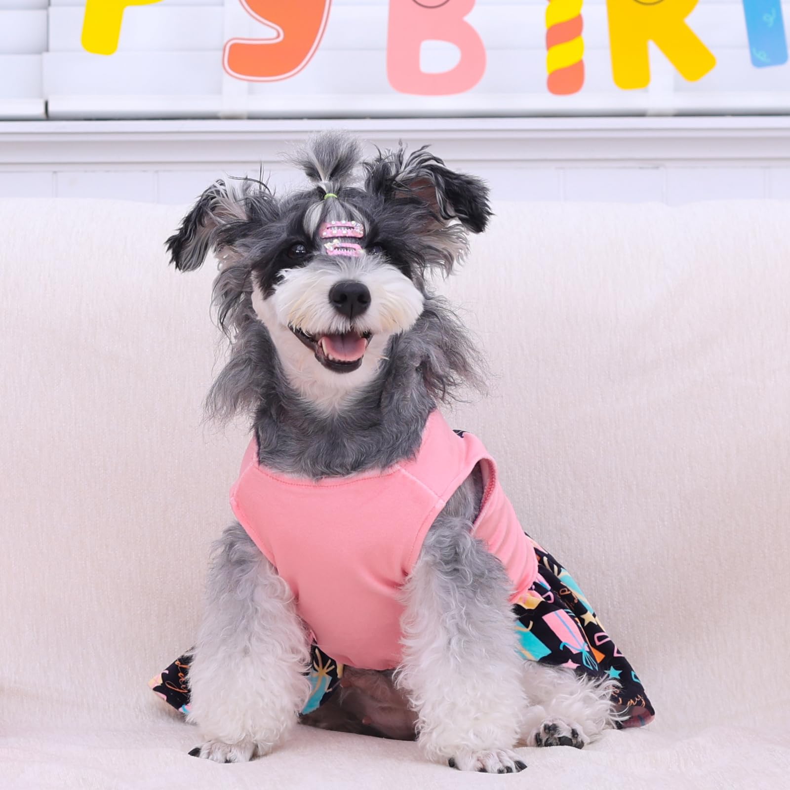 CuteBone birthday dress on a puppy during a photoshoot