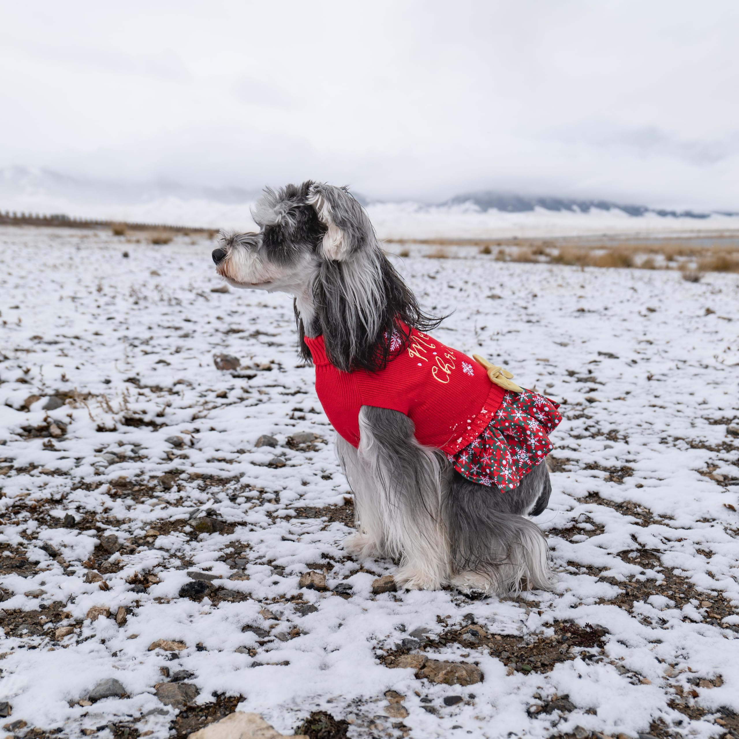 CuteBone bright-bowtie-rhinestones highlight your dog’s festive personality.