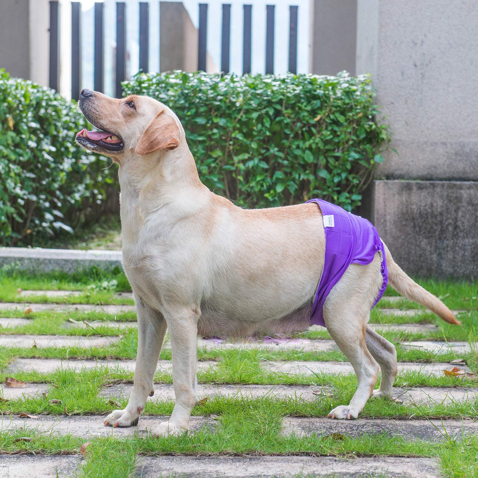 CuteBone adjustable leg elastics tailor fit to your dog's shape