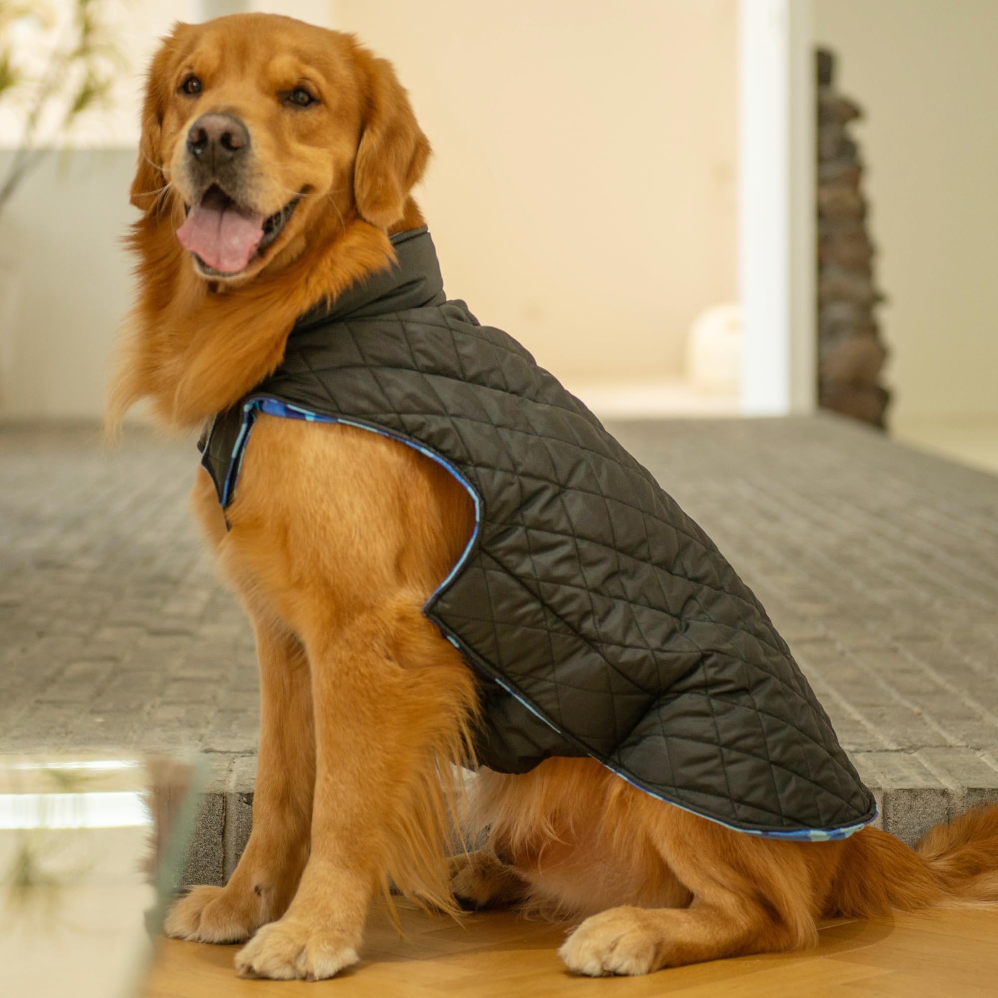 CuteBone vest with leash hole enables easy outdoor walks.