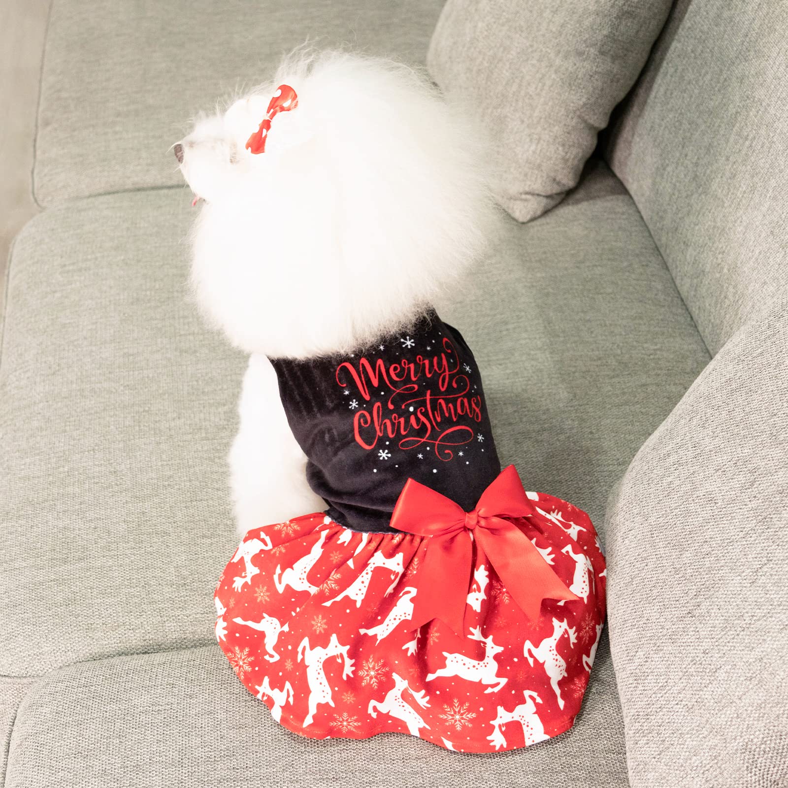 CuteBone Merry Christmas ensemble perfect for holiday photos and small dog occasions