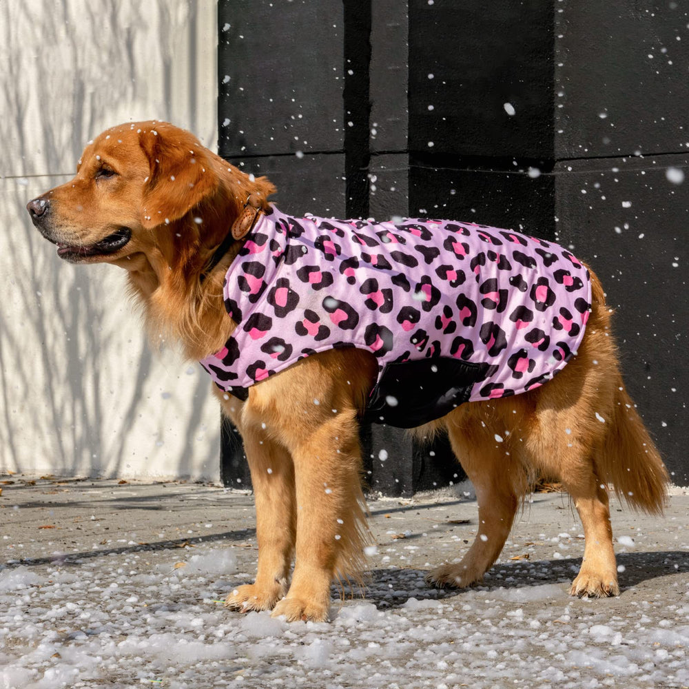 CuteBone winter dog coat adjustable straps ensure secure fit on dogs