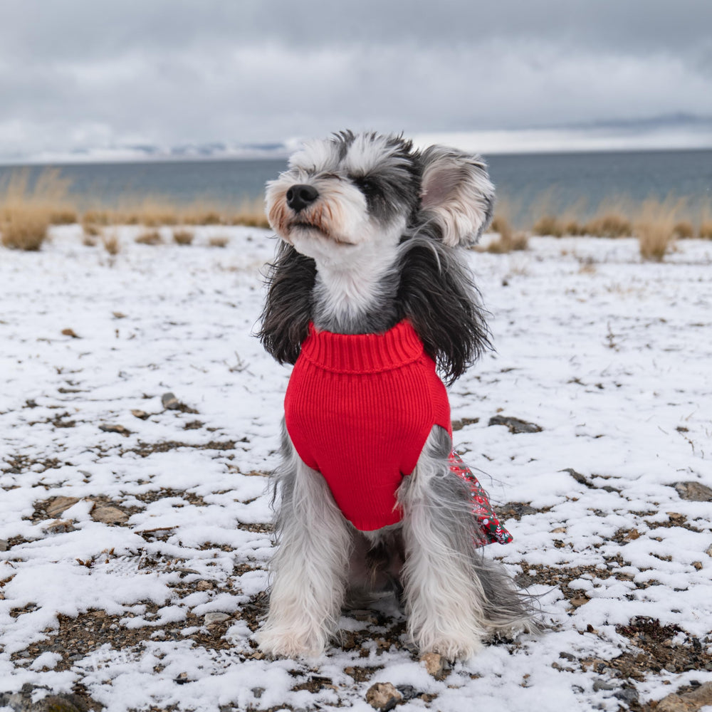 CuteBone winter dress for small dogs in soft acrylic fabric