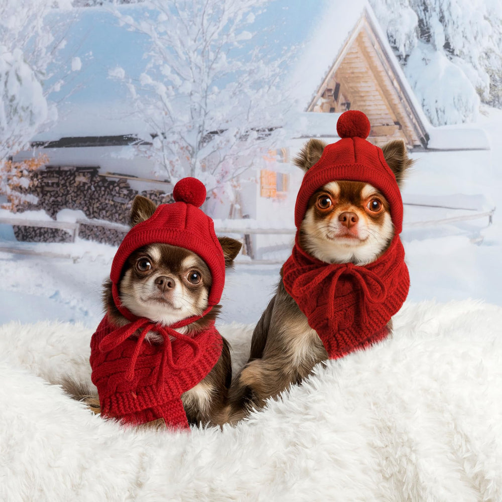 Cutecrop winter set supports warm, comfortable wear for small dogs and cats
