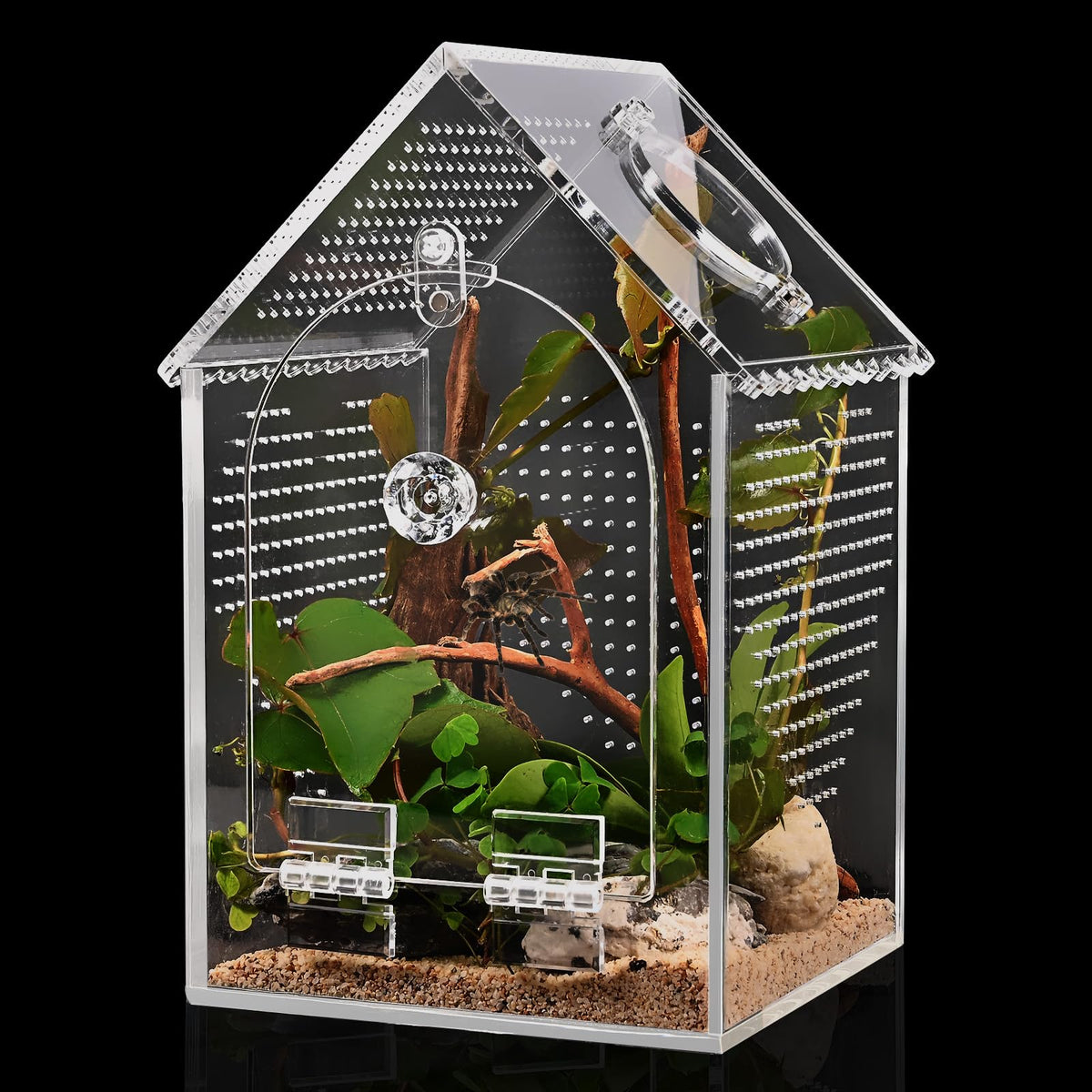 Cycodo jumping spider enclosure front view for easy access and viewing