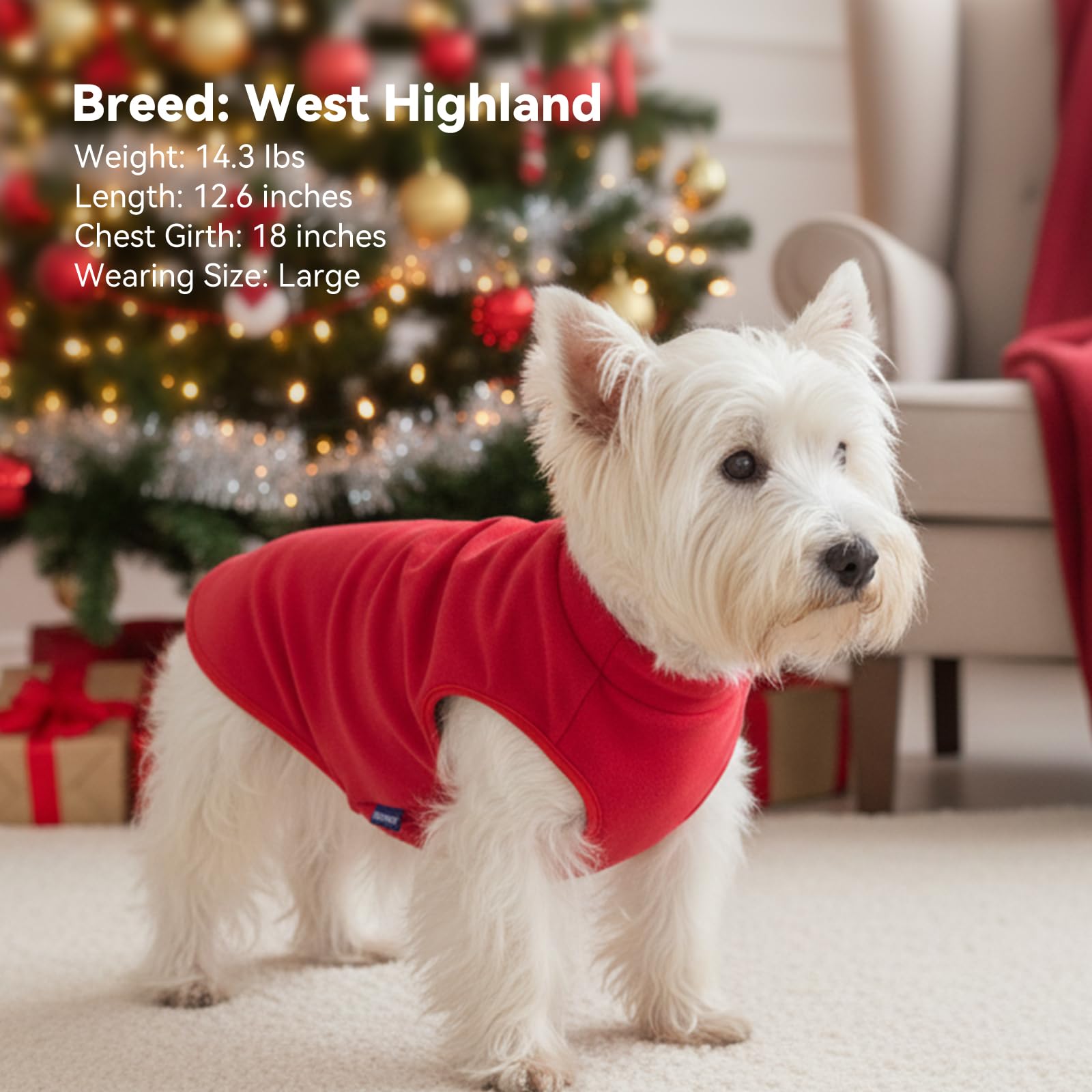 cyeollo dog sweater outdoors — lightweight warmth during outings