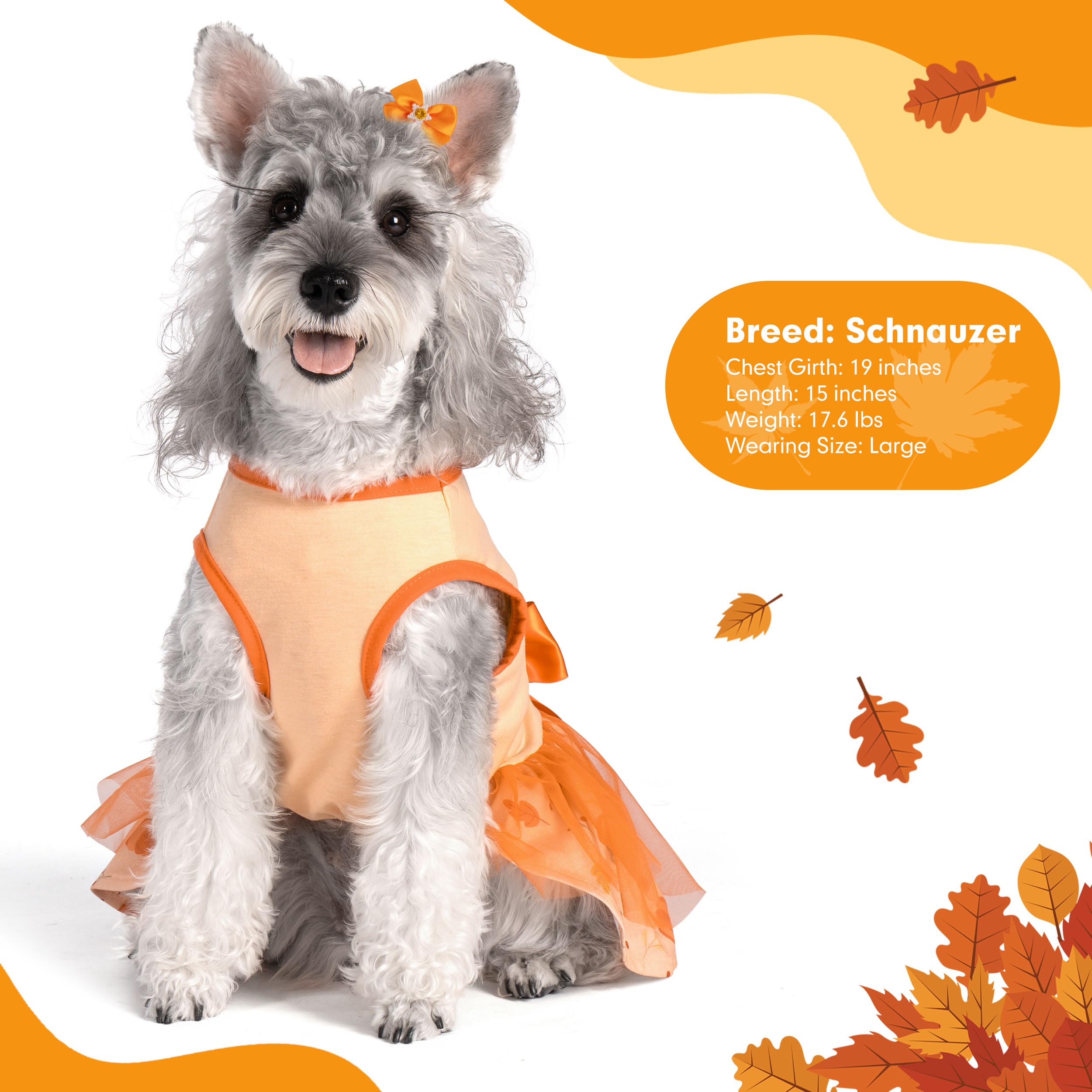 Cyeollo Thanksgiving-themed dress ready for festive photo sessions.