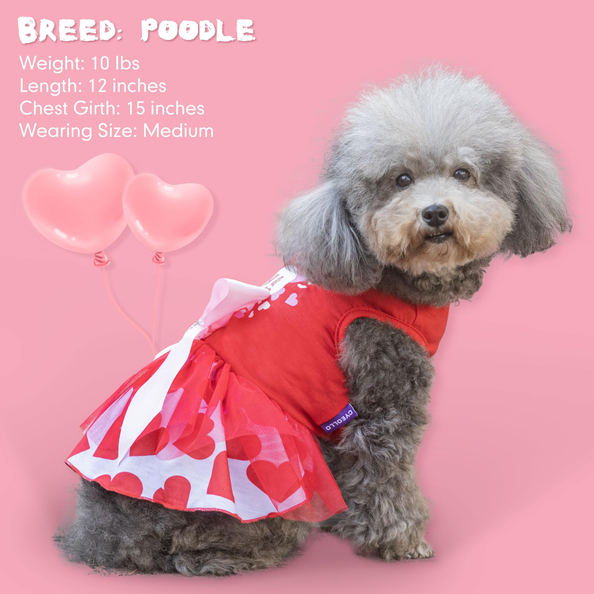 cyeollo XS size fit example for tiny breeds like Yorkie