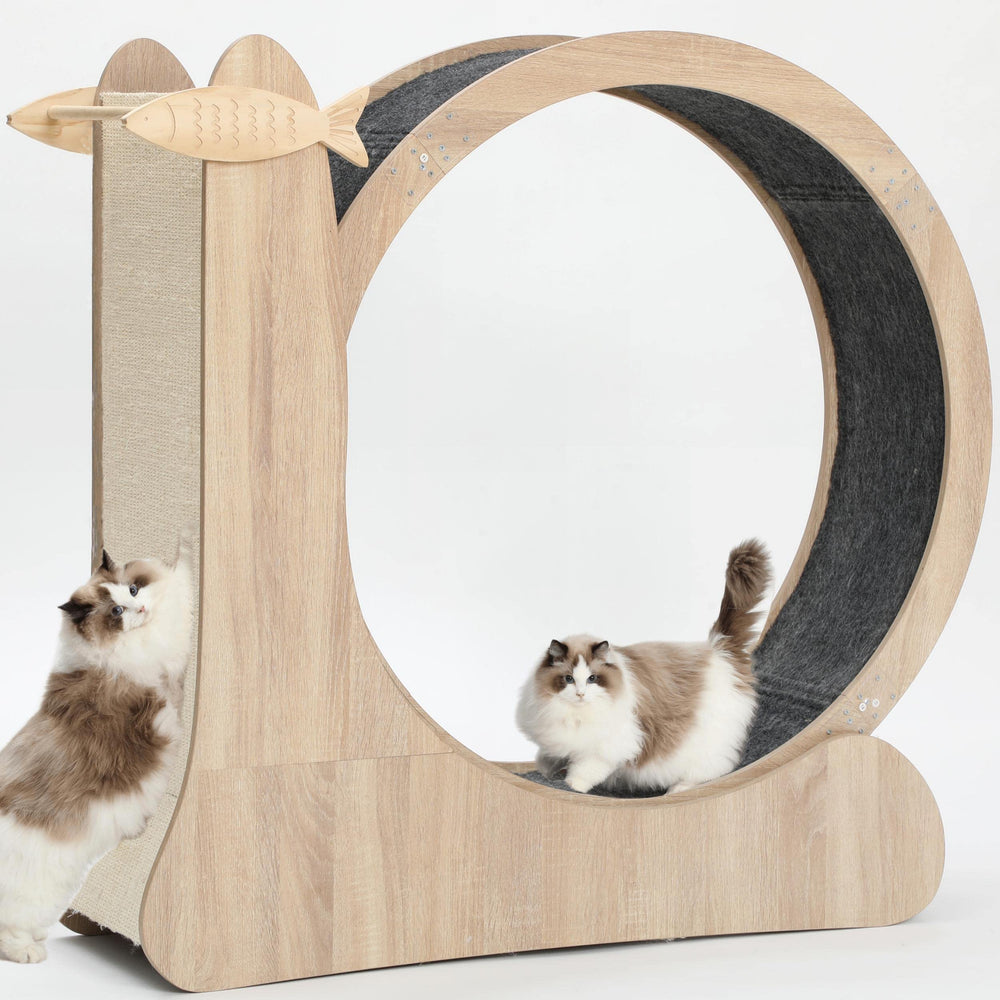 CYlively 4-in-1 cat wheel assembly shows easy setup and sturdy wood frame.