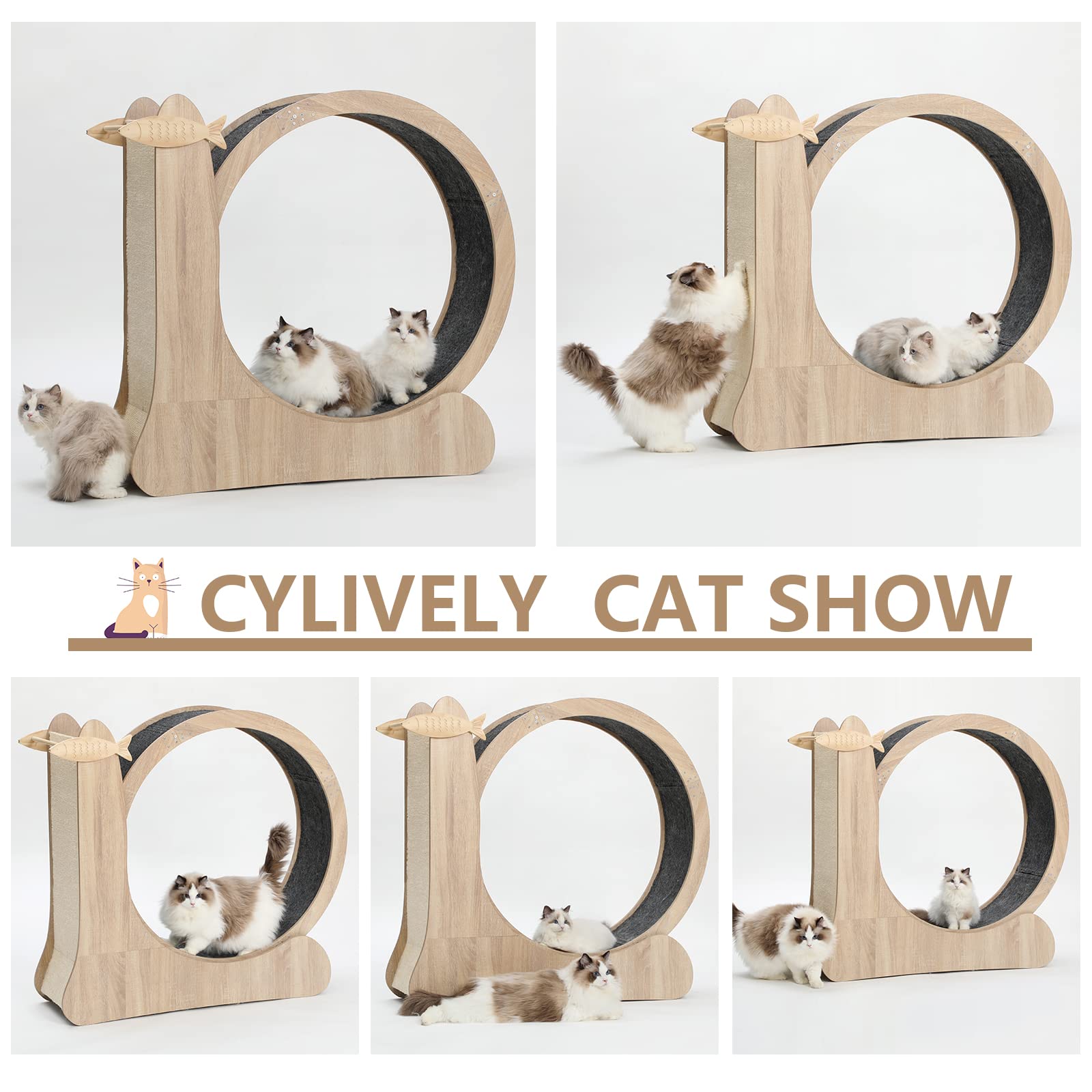 CYlively cat treadmill usage demonstrates indoor exercise and activity.