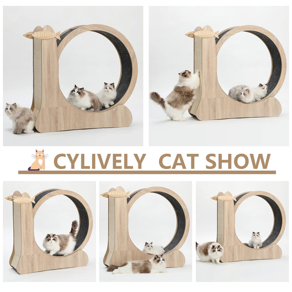 CYlively cat treadmill usage demonstrates indoor exercise and activity.