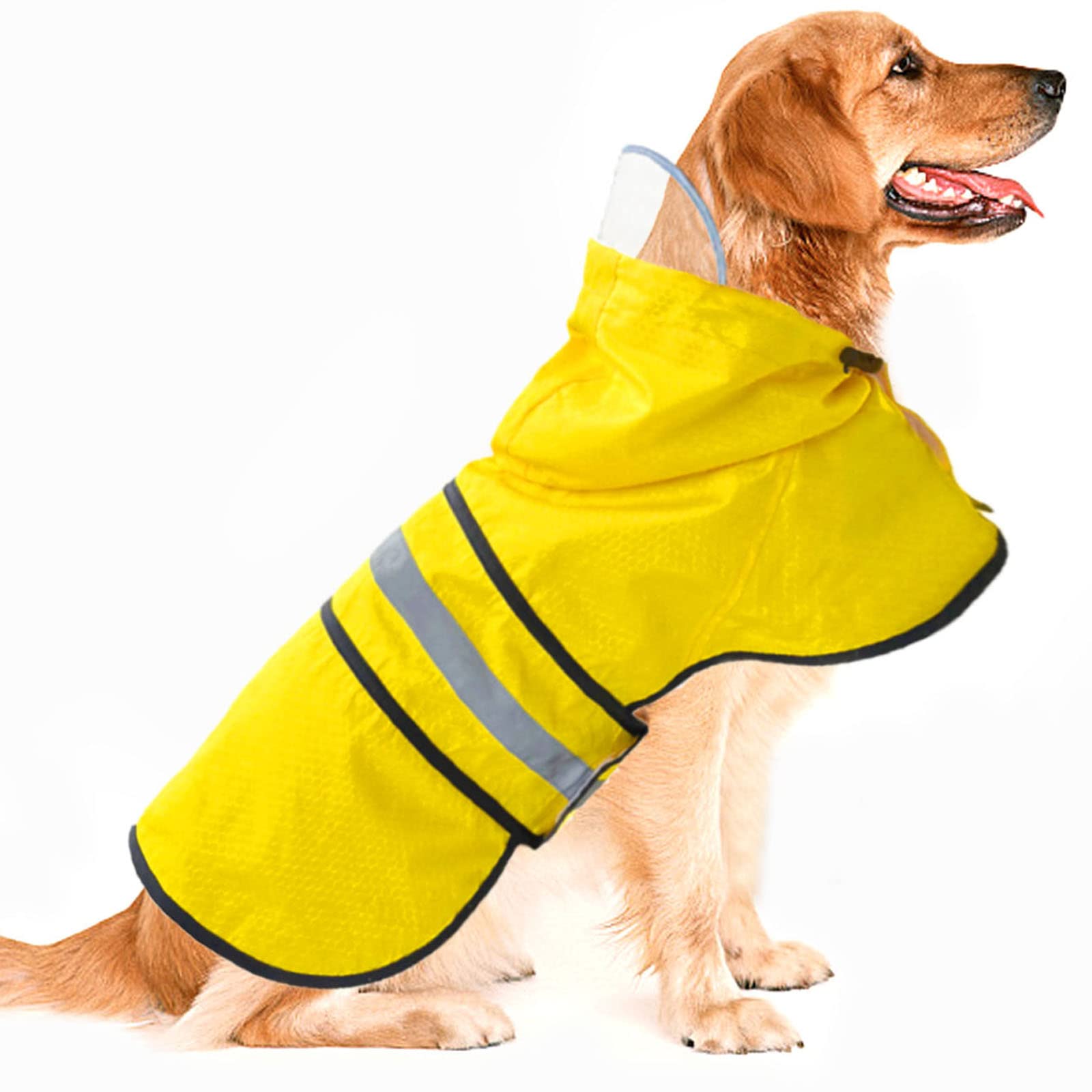 Dadanfly dog raincoat hood demonstrates secure fit for windy, dry outings