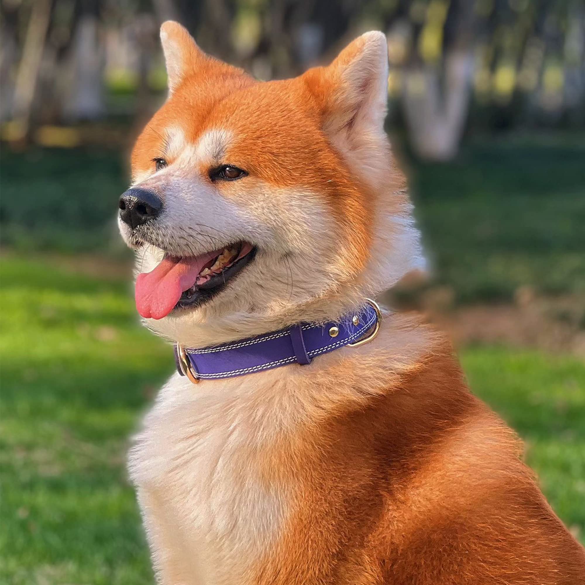 DAIHAQIKO heavy-duty dog collar closeup buckle for secure training and long-lasting use