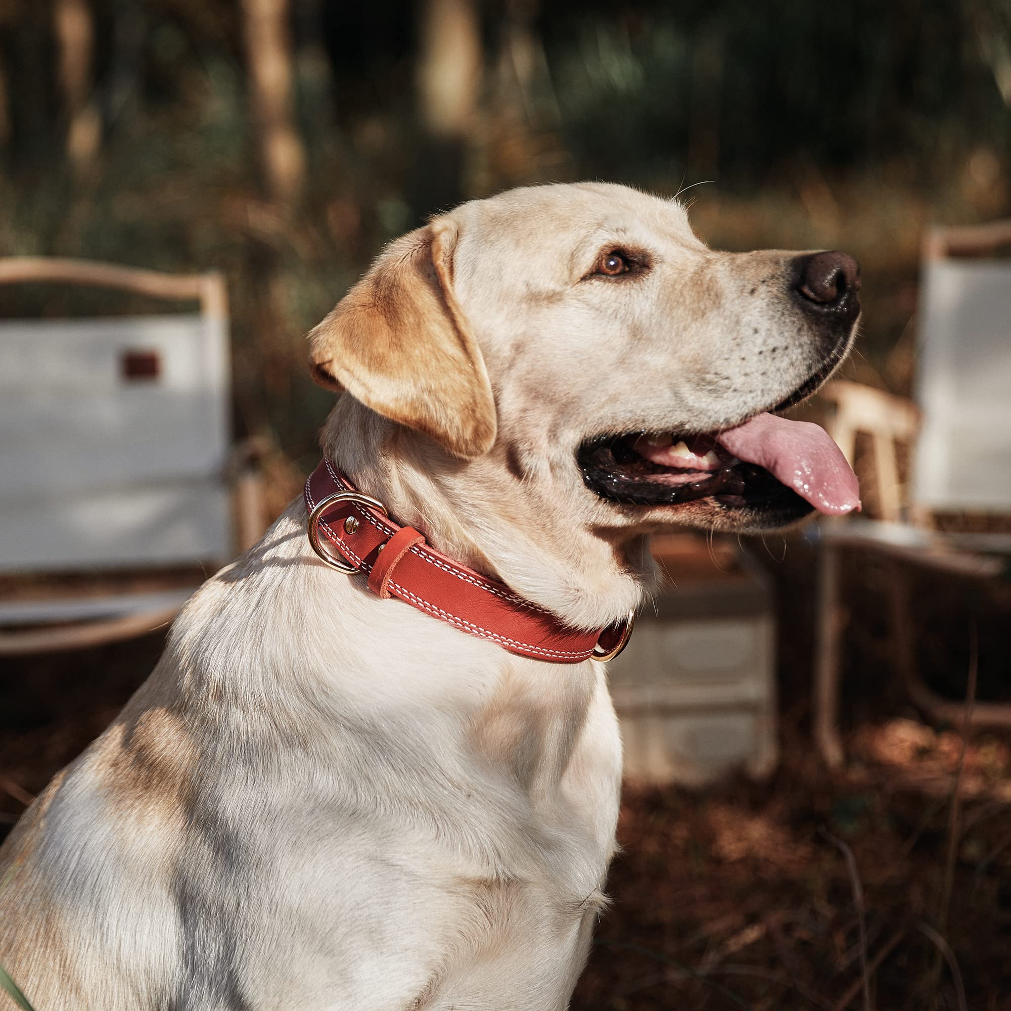 DAIHAQIKO heavy-duty dog collar on a dog during walk demonstrates rugged construction.