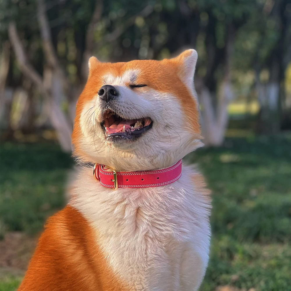 DAIHAQIKO heavy-duty wide dog collar on a dog during a walk, demonstrating durability.