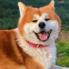 DAIHAQIKO six-color varieties dog collar showing options for style and identification.