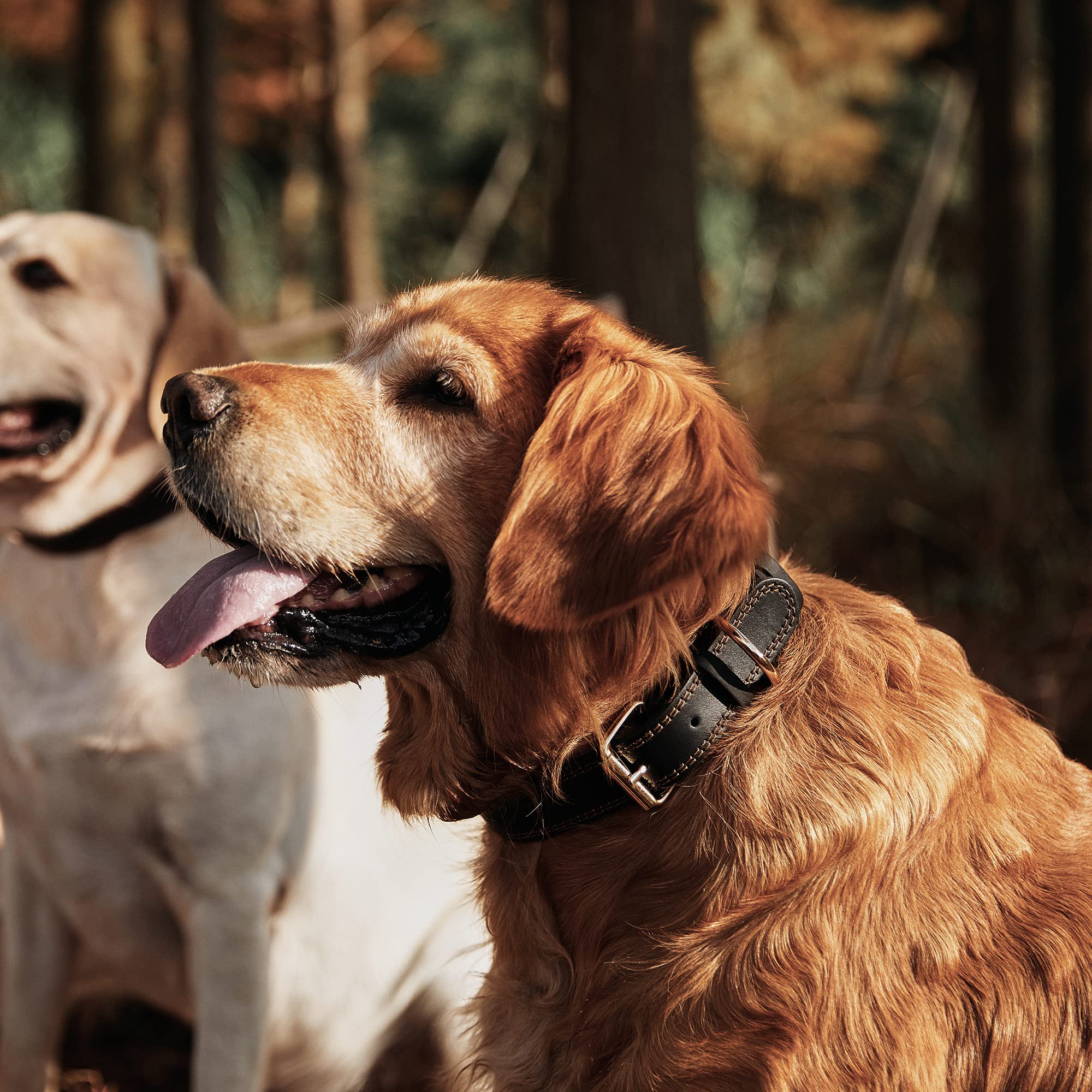 DAIHAQIKO welded D-ring attachment secures leash and ID tag