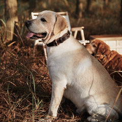 DAIHAQIKO welded D-ring dog collar brown shows strong leash attachment for training and outdoor activities