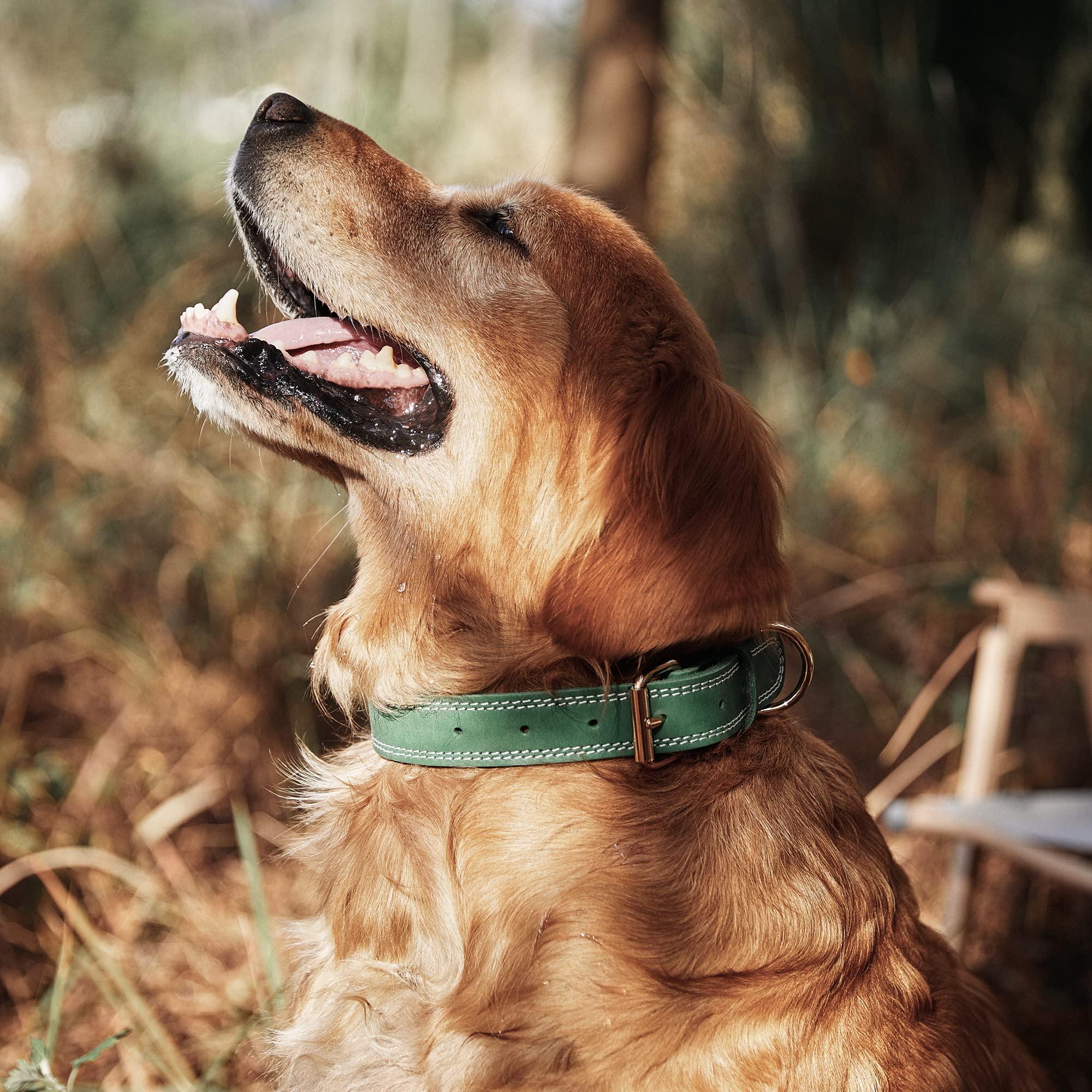 DAIHAQIKO leather collar side view in green highlights comfortable fit