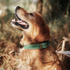 DAIHAQIKO leather collar side view in green highlights comfortable fit