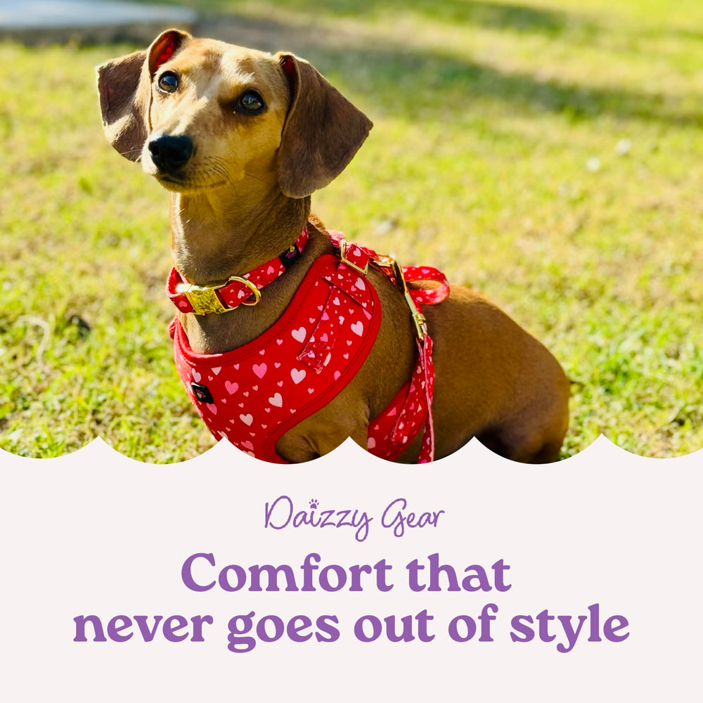 Daizzy Gear leash with 44lbs capacity ensures control when dogs pull during outdoor adventures.