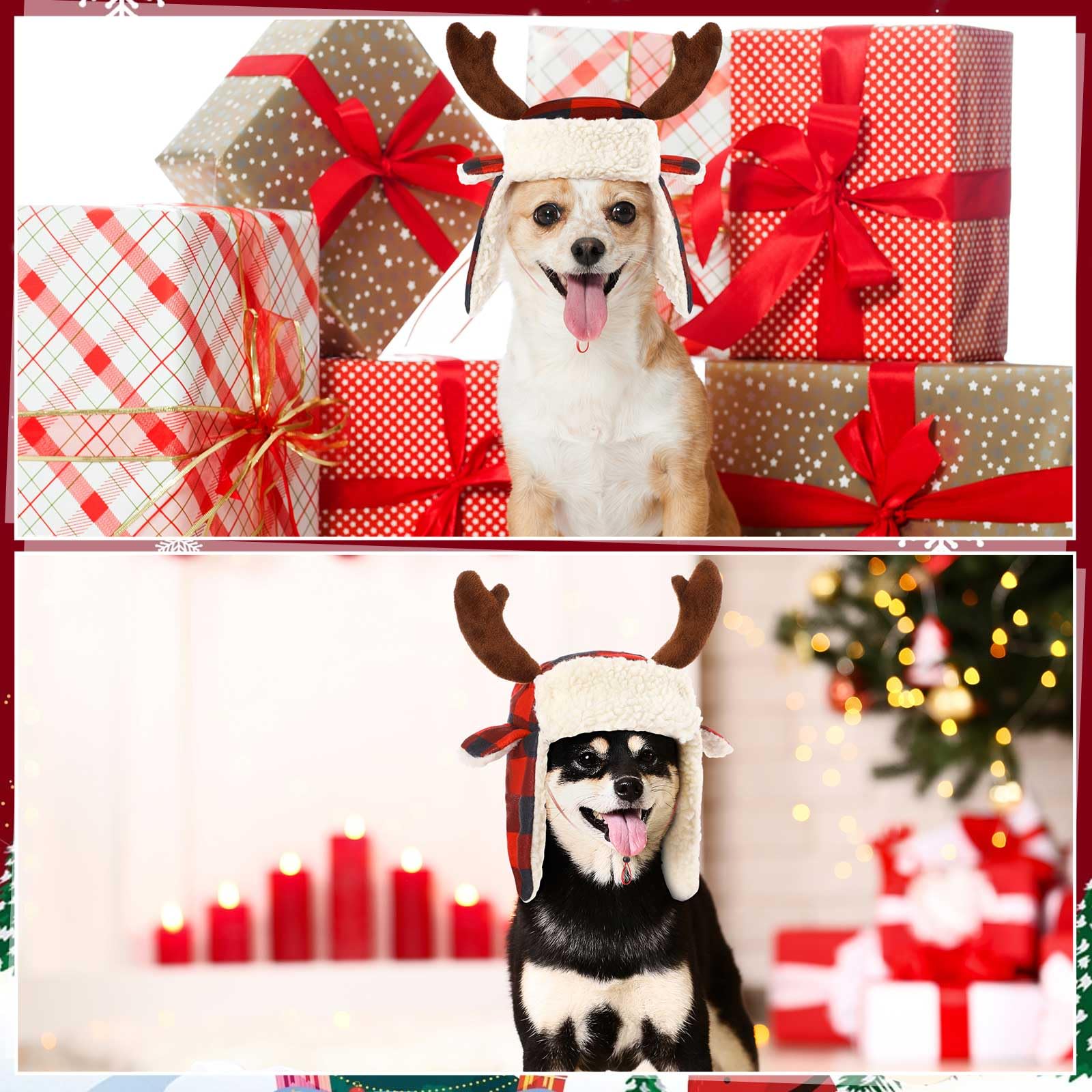 Dansydaisy pet hat on dog during holiday photos