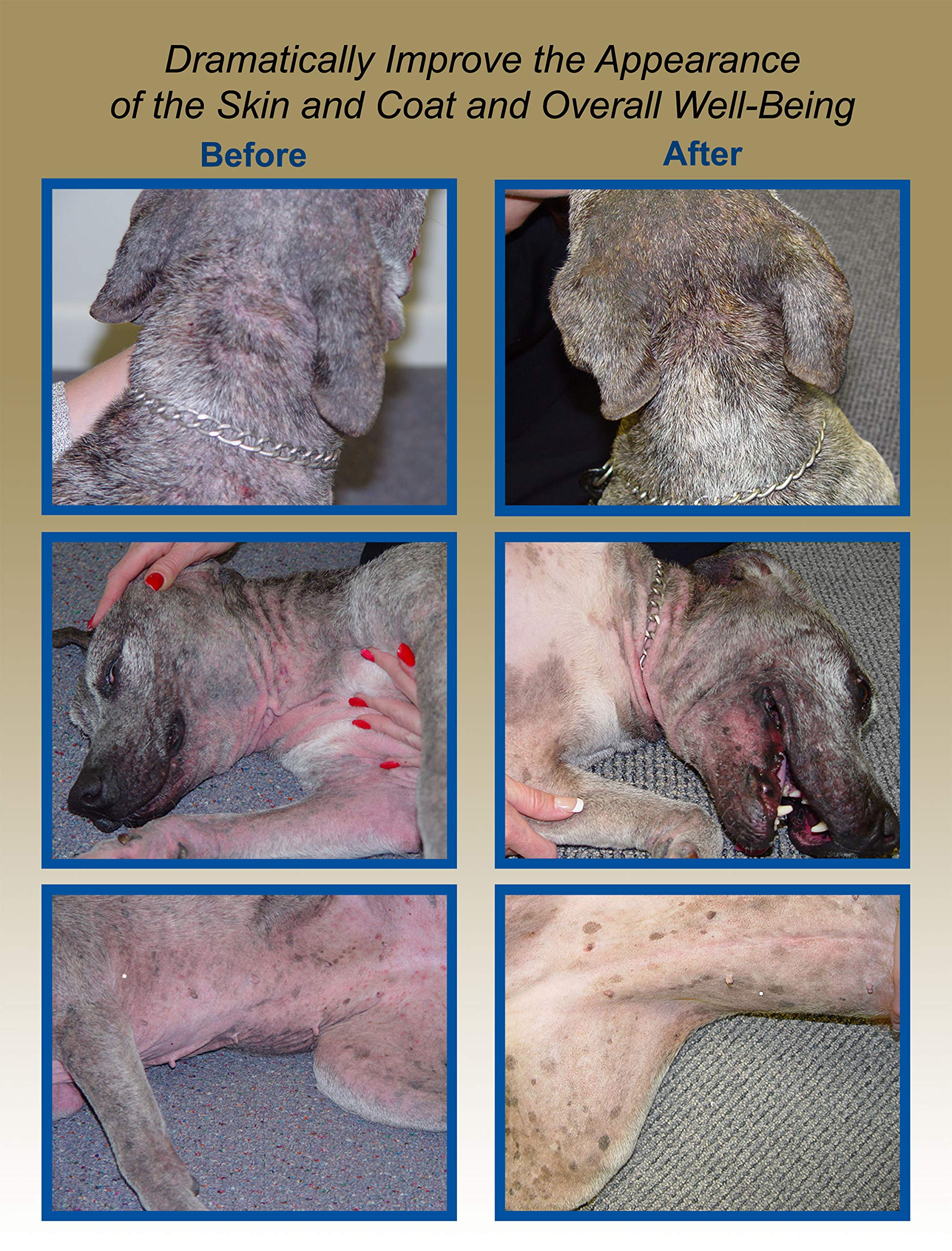 Davis TheraCoat sprinkled on pet food shows simple application with tasty flavor.