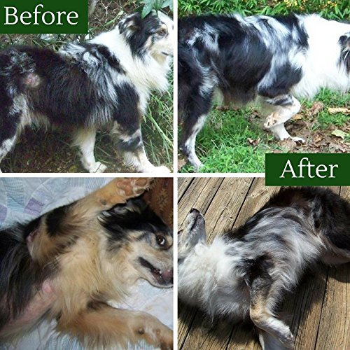 Davis TheraCoat granules on a spoon highlight easy daily dosing for pets.