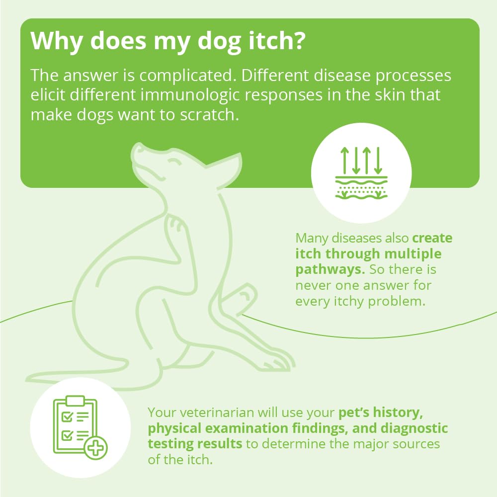 Hand applying Dechra DermAllay oatmeal conditioner for gentle coat care