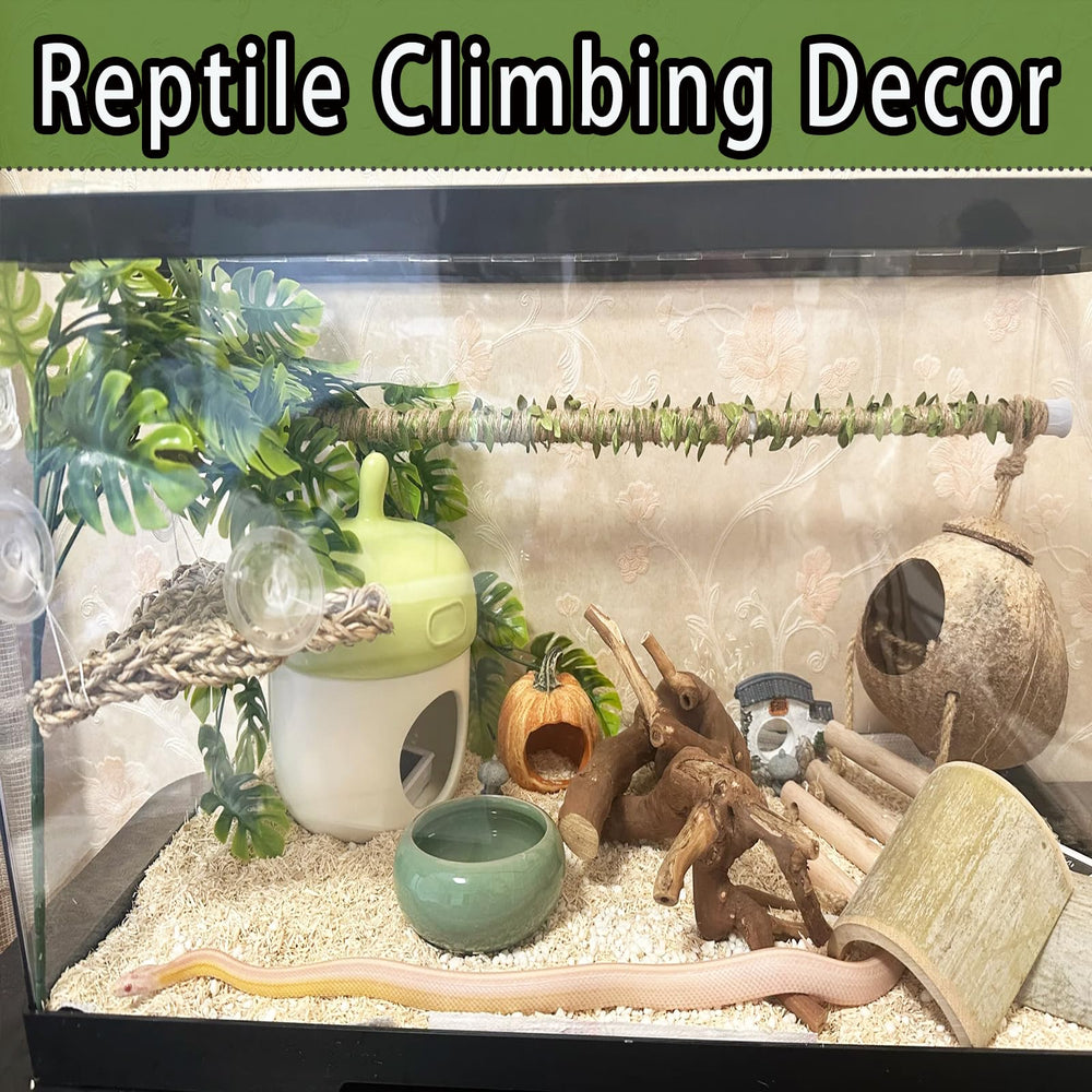 Delllala aesthetic terrarium decoration that blends with desert or rainforest themes.