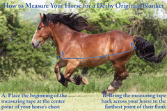 Derby Originals foal blanket belly straps with reflective tape for high visibility