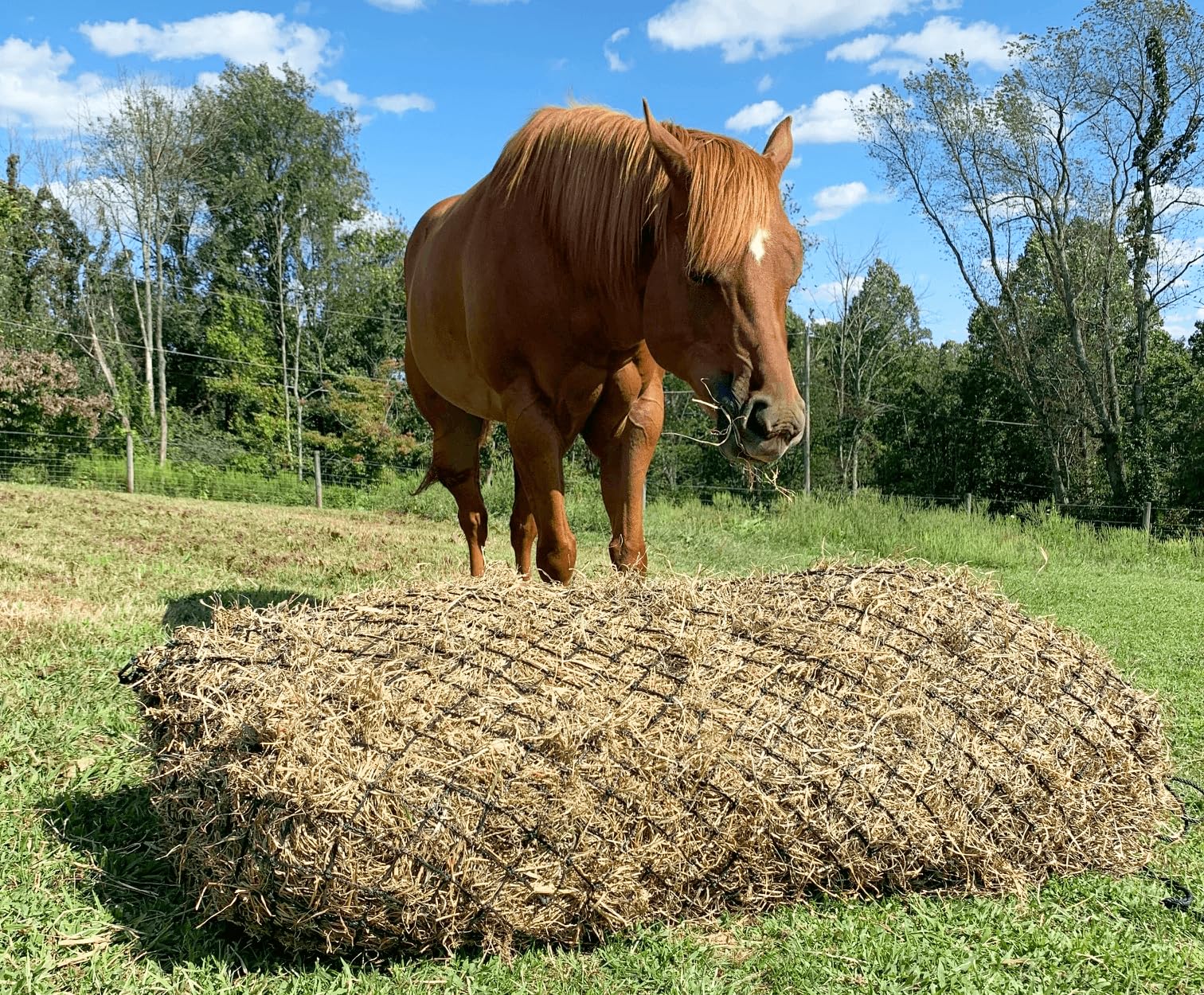 Derby Originals poly rope hay net highlights durability and easy soaking for cleaned feed.