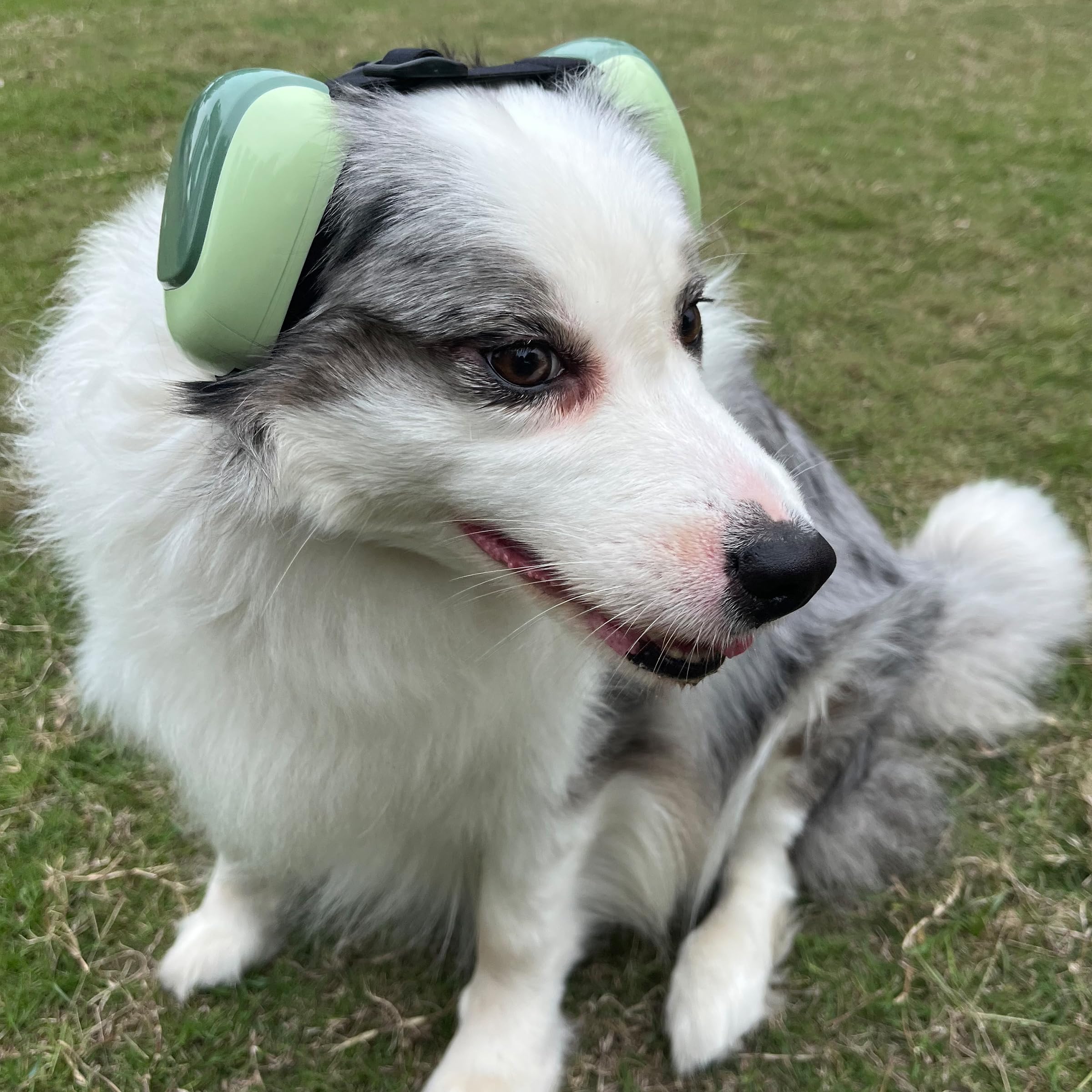 derYEP Dog Earmuffs GEN2 waterproof EVA box keeps gear protected and portable.