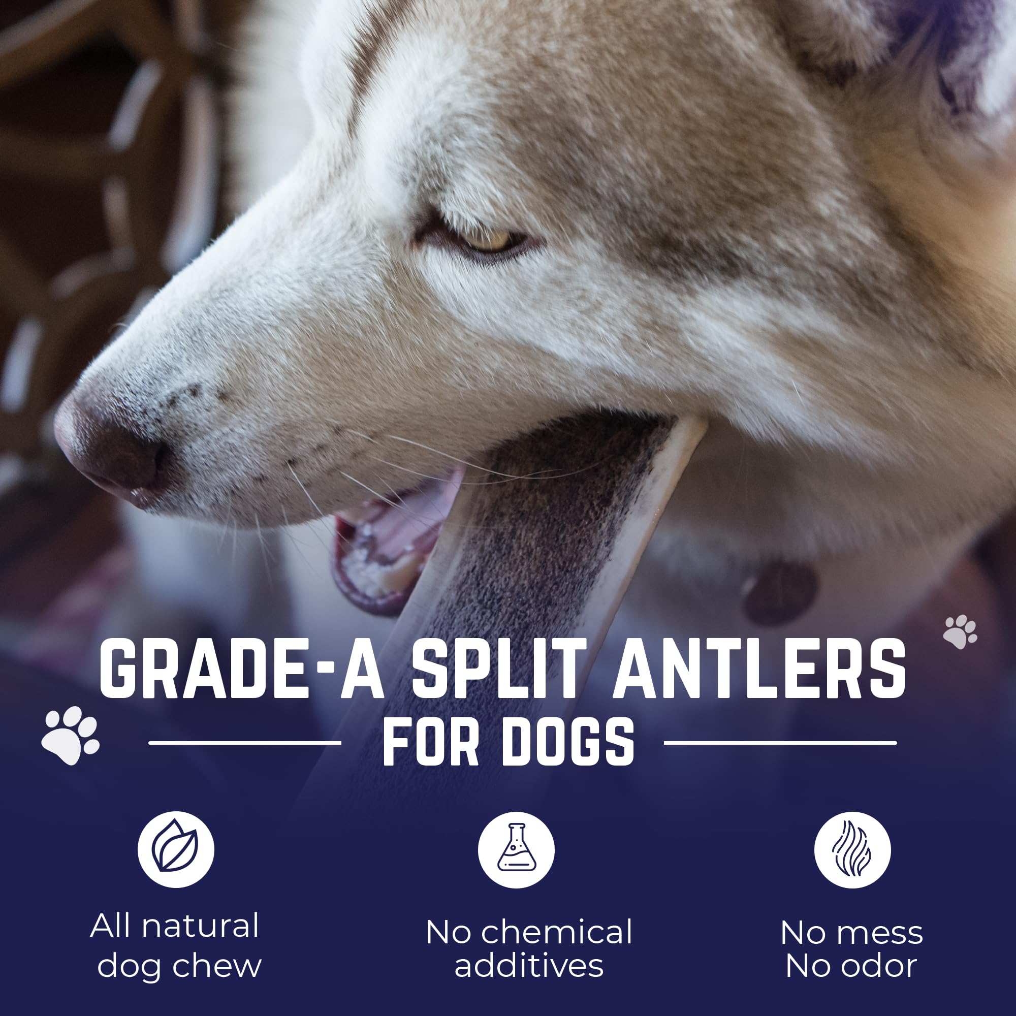 Devil Dog dog chewing elk antler two-pack promotes mental engagement