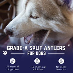 Devil Dog dog chewing elk antler two-pack promotes mental engagement
