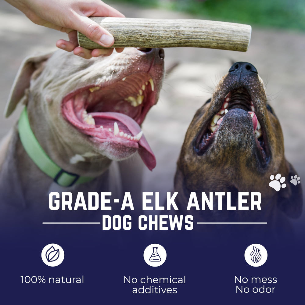Devil Dog Pet Co elk antler close-up highlighting rugged texture for long-lasting chewing