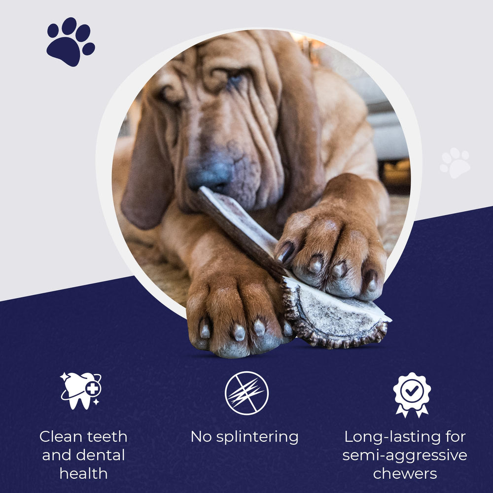 Devil Dog Pet Co dog chews elk antler large, ideal for heavy chewers.