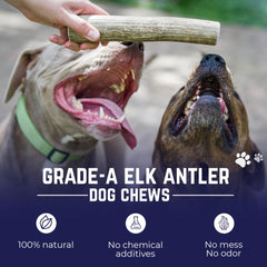 Devil Dog Pet Co elk antler closeup reveals natural texture ideal for durable chewing sessions.