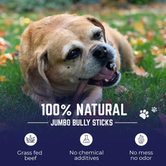 Devil Dog Pet Co jumbo bully sticks 12in pack side view natural dog chew