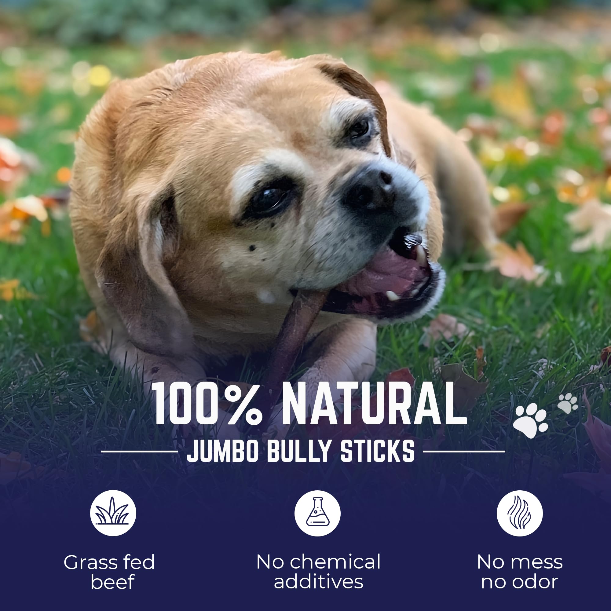 Devil Dog Pet Co. Bully Sticks odor-reduced for indoor chewing.