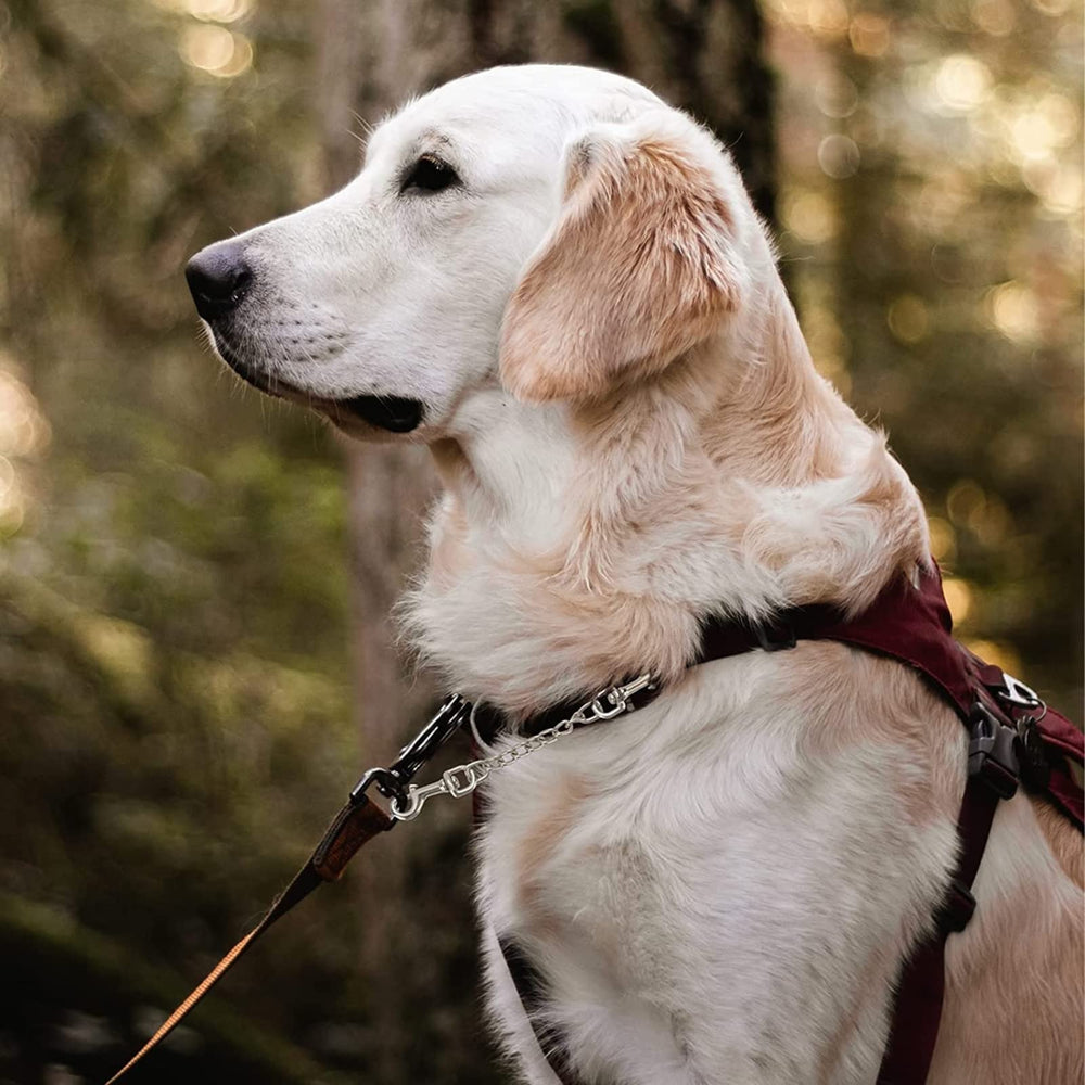 DEYACE pack of dog collar safety clips demonstrates rugged backup for multiple collars