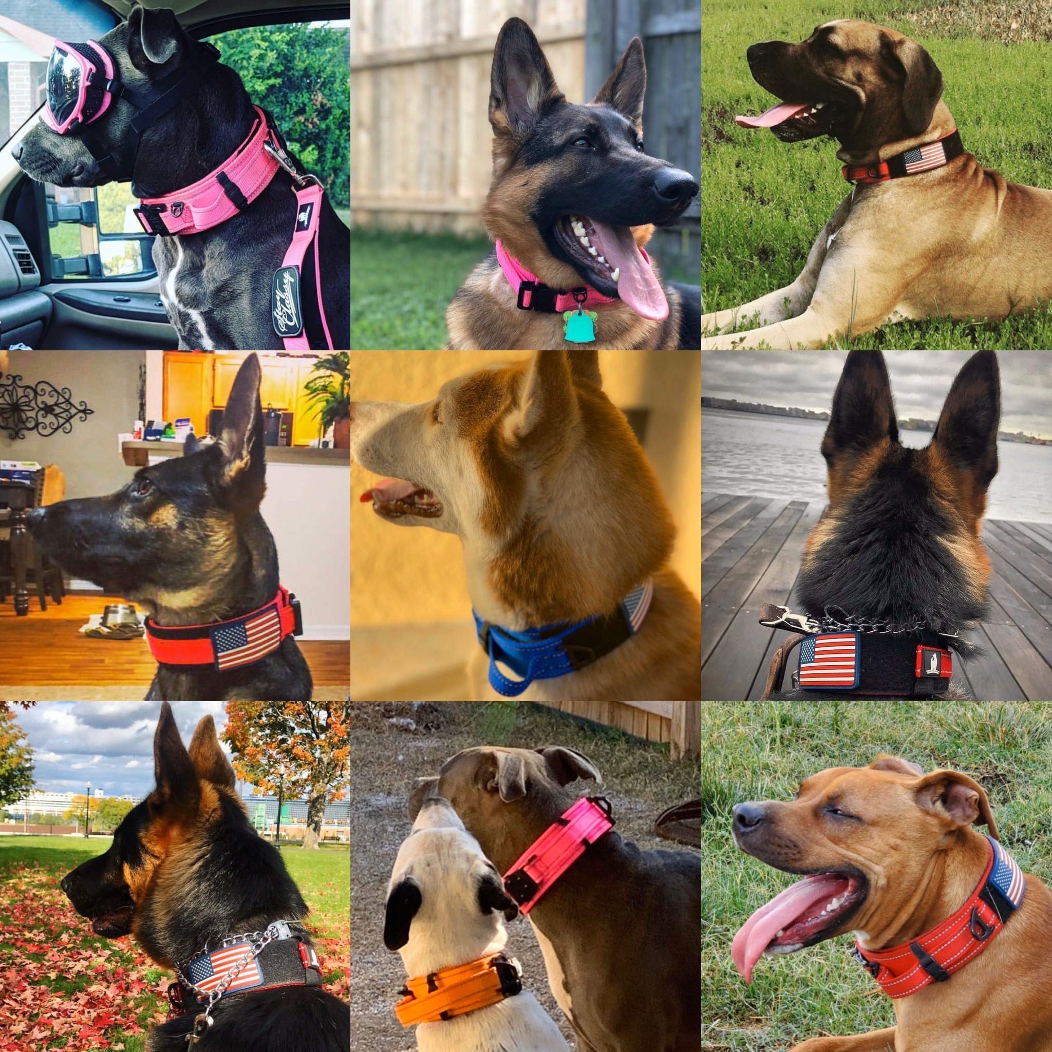 DEZIZEUSK9 compatible with breeds like bulldogs, labs, and shepherds.