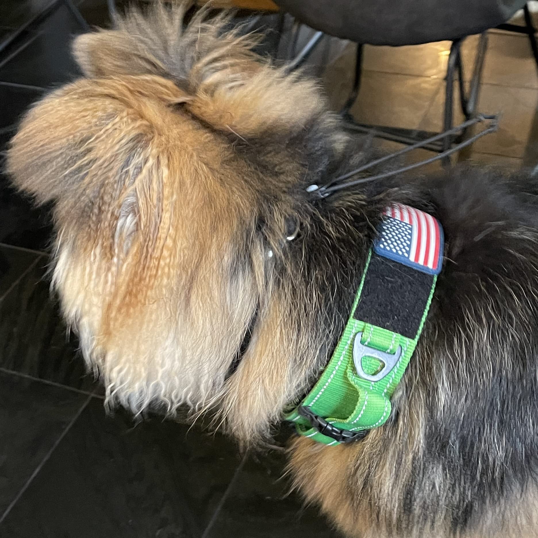DEZIZEUSK9 collar adjusted from 16 to 25 inches for medium to large dogs