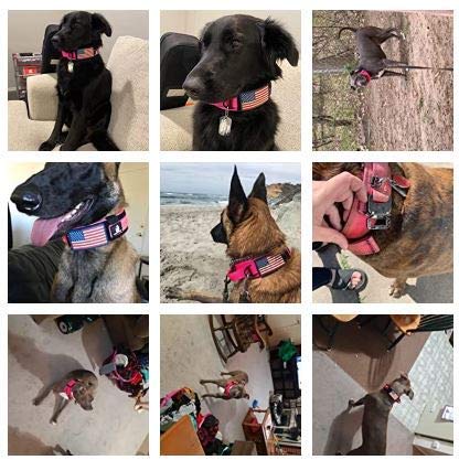 DEZIZEUSK9 durable design fits medium to large breeds securely.